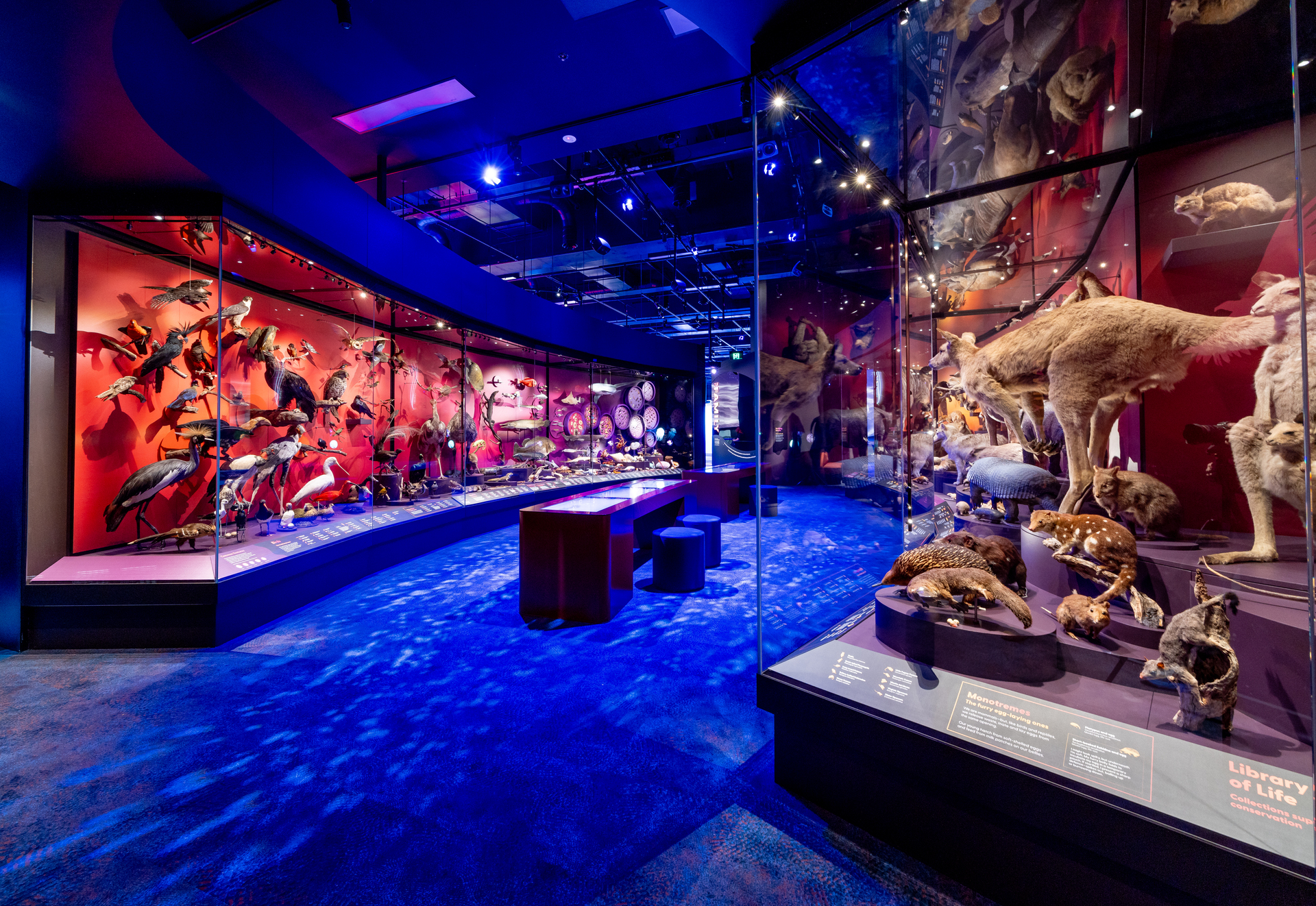 PROLIGHTS illumina il viaggio multisensoriale di “Our Wondrous Planet” al Melbourne Museum